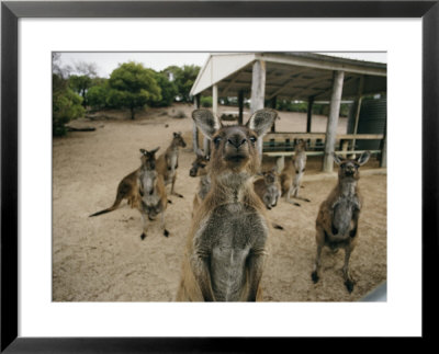 A Group Of Kangaroos Look Confused by Joe Scherschel Pricing Limited Edition Print image