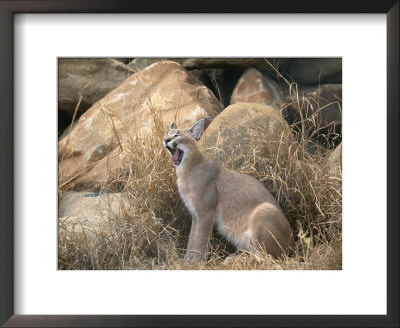 A Caracal Yawns by Beverly Joubert Pricing Limited Edition Print image