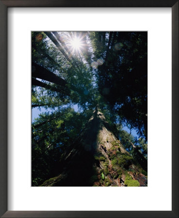 Tall Trees Are Photographed At An Angle From Below by Paul Nicklen Pricing Limited Edition Print image
