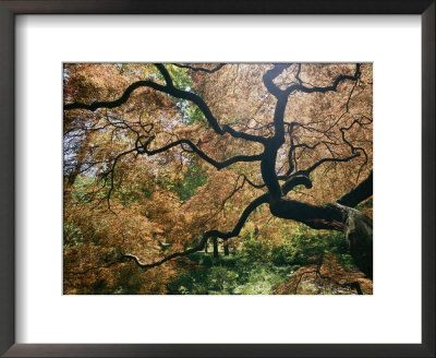 The Gnarled Branches Of A Japanese Maple Tree In Spring by Darlyne A. Murawski Pricing Limited Edition Print image