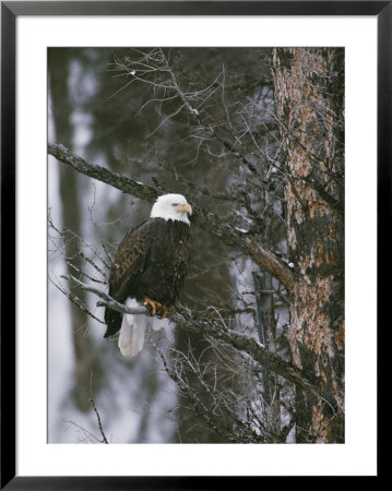 A Bald Eagle Perches Majestically On A Douglas Fir by Michael S. Quinton Pricing Limited Edition Print image