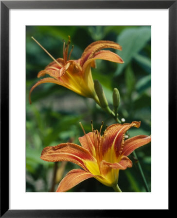 View Of A Tiger Lily by Taylor S. Kennedy Pricing Limited Edition Print image
