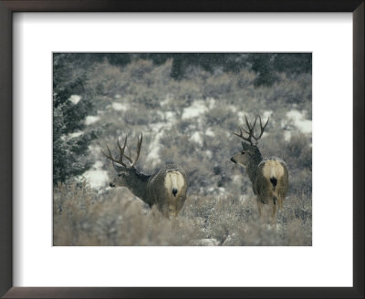 Two Mule Deer Seen From Behind In Falling Snow by Michael S. Quinton Pricing Limited Edition Print image