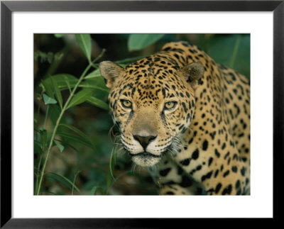 A Jaguar Pauses In The Foliage by Steve Winter Pricing Limited Edition Print image