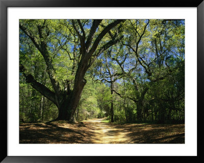 A Dirt Road Through A Forest Passes A Large Tree With Spanish Moss by Raymond Gehman Pricing Limited Edition Print image