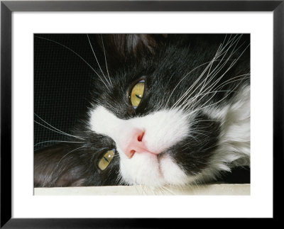 Close View Of Black-And-White Short-Haired Cat by Brian Gordon Green Pricing Limited Edition Print image