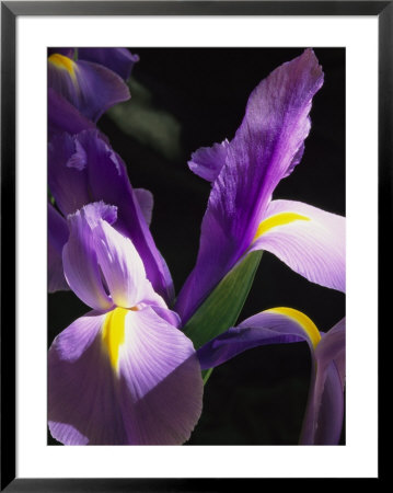 Close View Of A Domesticated Iris by Marc Moritsch Pricing Limited Edition Print image