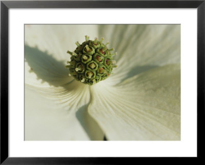 Close View Of A Dogwood Blossom by Darlyne A. Murawski Pricing Limited Edition Print image