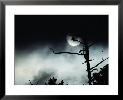 Dead Tree Silhouetted Against A Full Moon by Michael S. Quinton Pricing Limited Edition Print image
