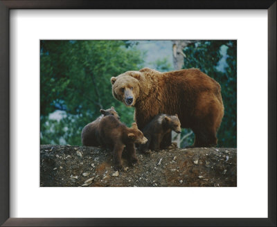 A Mother Grizzly Bear Looks Over Her Shoulder As Her Cubs Sit At Her Feet by Joel Sartore Pricing Limited Edition Print image