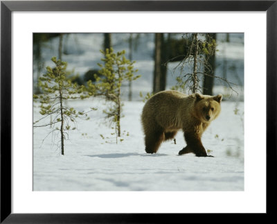 A Brown Bear Walks Over The Snow by Mattias Klum Pricing Limited Edition Print image