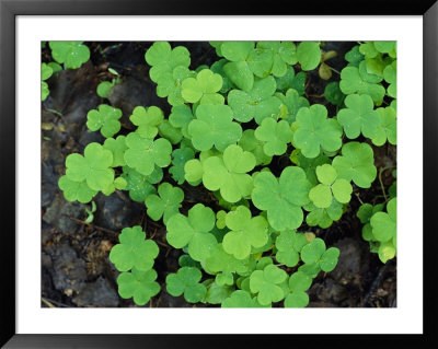 A Cluster Of Bright Green Shamrocks by Norbert Rosing Pricing Limited Edition Print image