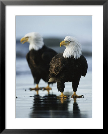 A Pair Of American Bald Eagles Stand On The Shoreline by Klaus Nigge Pricing Limited Edition Print image