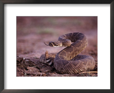 A Western Diamondback Rattlesnake Stands Coiled And Ready To Strike by Joel Sartore Pricing Limited Edition Print image
