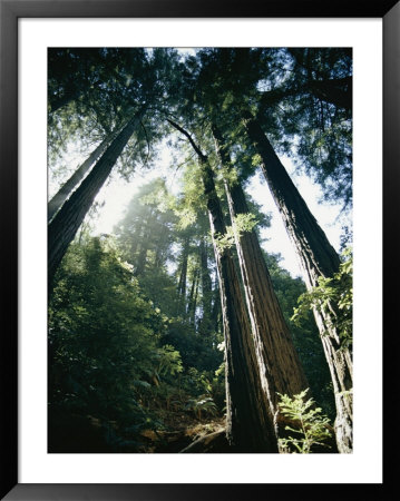 View Looking Up The Trunks Of Giant Redwood Trees by Walter Meayers Edwards Pricing Limited Edition Print image