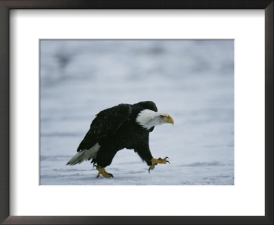 An American Bald Eagle Walks Intently Toward Its Prey by Klaus Nigge Pricing Limited Edition Print image