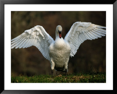 Swan With Its Wings Spread by Raymond Gehman Pricing Limited Edition Print image