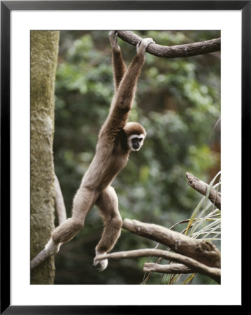 A Gibbon Hangs From A Branch In The Lied Jungle Exhibit by Michael Nichols Pricing Limited Edition Print image
