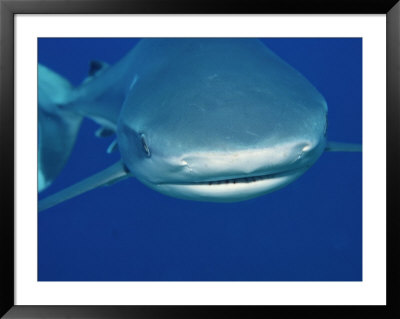 A Head-On View Of A Silvertip Reef Shark by Wolcott Henry Pricing Limited Edition Print image