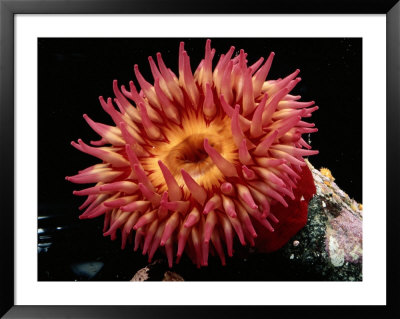 Sea Anemone by George Grall Pricing Limited Edition Print image
