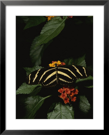 Zebra Butterfly Feeding by Brian Gordon Green Pricing Limited Edition Print image