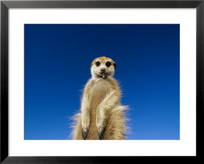 Insect Remains Hang On The Lips Of A Meerkat by Mattias Klum Pricing Limited Edition Print image
