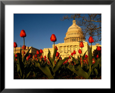 View Of The Capitol Building by Sam Kittner Pricing Limited Edition Print image