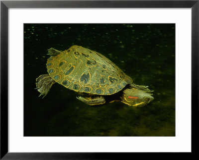 A Coahuilan Red-Eared Turtle by George Grall Pricing Limited Edition Print image