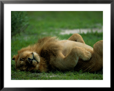 A Lion Rolls In The Grass by Beverly Joubert Pricing Limited Edition Print image