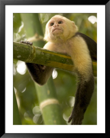 A White-Throated Capuchin Monkey On A Bamboo Stalk (Cebus Capucinus) by Roy Toft Pricing Limited Edition Print image