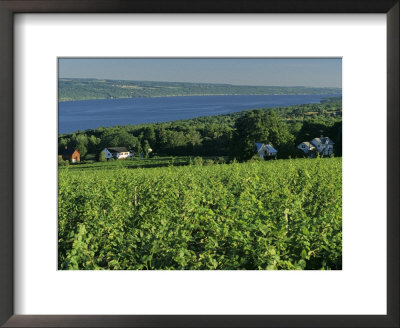 Vineyard Along The Finger Lakes by Kenneth Garrett Pricing Limited Edition Print image