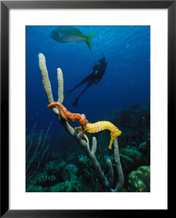 Underwater View Of A Diver, Sea Horses, Tropical Fish, And Coral by George Grall Pricing Limited Edition Print image