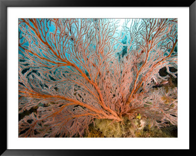 Image Of A Large Sea Fan, Also Called Gorgonia Coral, Bali, Indonesia by Tim Laman Pricing Limited Edition Print image