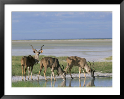 Greater Kudu (Tragelaphus Strepsiceros) Males At Seasonal Water On Etosha Pan, Namibia, Africa by Steve & Ann Toon Pricing Limited Edition Print image