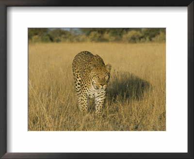 Male Leopard (Panthera Pardus) In Captivity, Namibia, Africa by Steve & Ann Toon Pricing Limited Edition Print image