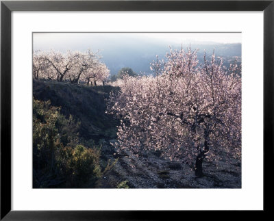 Almond Blossom In Spring, Costa Blanca, Valencia Region, Spain by Tony Waltham Pricing Limited Edition Print image