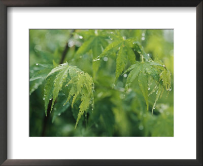 A Japanese Maple Tree Covered In Dew by Darlyne A. Murawski Pricing Limited Edition Print image