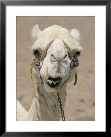 Close-Up Of A Camel On Market Day by Joe Scherschel Pricing Limited Edition Print image