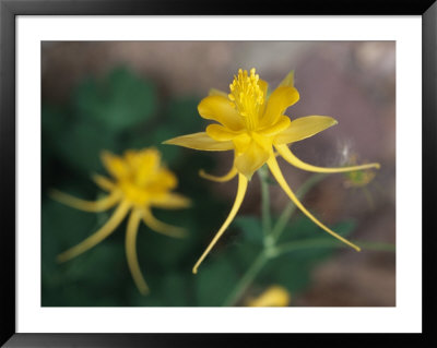 A Close View Of A Yellow Columbine Flower by Melissa Farlow Pricing Limited Edition Print image