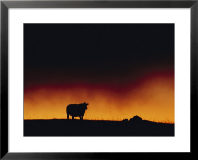 A Dairy Cow Is Silhouetted Against A Fiery Sky Near Mauna Kea by Chris Johns Pricing Limited Edition Print image
