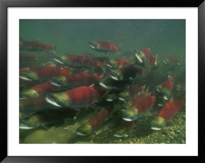 Sockeye Salmon Streamline To Create Less Drag From The Current by Paul Nicklen Pricing Limited Edition Print image