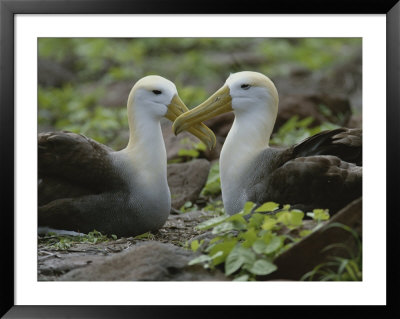 Two Waved Albatrosses Sit Facing One Another by Michael Melford Pricing Limited Edition Print image