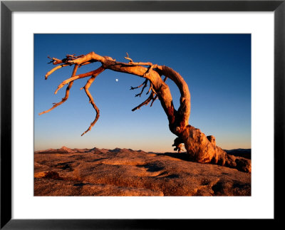 Twilight View Of A Jeffrey Pine Tree (Pinus Jeffreyi) by Phil Schermeister Pricing Limited Edition Print image