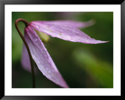 Droplets Of Dew On A Pink Wildflower In Yoho National Park by Michael Melford Pricing Limited Edition Print image