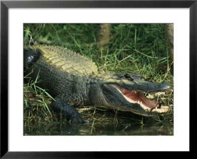 American Alligator On Floridas Gulf Coast by Klaus Nigge Pricing Limited Edition Print image