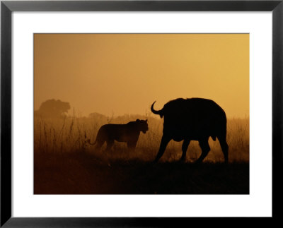 A Lioness Confronts A Cape Buffalo by Beverly Joubert Pricing Limited Edition Print image
