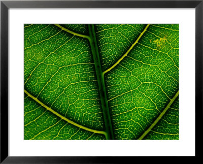 Close-Up Of A Leaf Of The Extremely Rare Plant Alectryon Macrococcus by Joel Sartore Pricing Limited Edition Print image