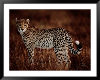 Light Reflects In The Eye Of An African Cheetah by Chris Johns Pricing Limited Edition Print image