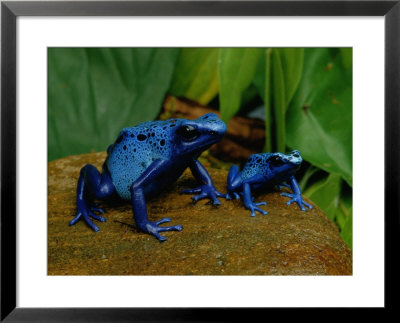 Two Sapphire-Hued Poison Dart Frogs by George Grall Pricing Limited Edition Print image