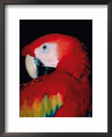 Scarlet Macaw, Galveston Botanical Garden, Moody Gardens, Texas, Usa by Dee Ann Pederson Pricing Limited Edition Print image